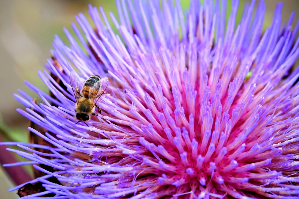 Insect bee purple