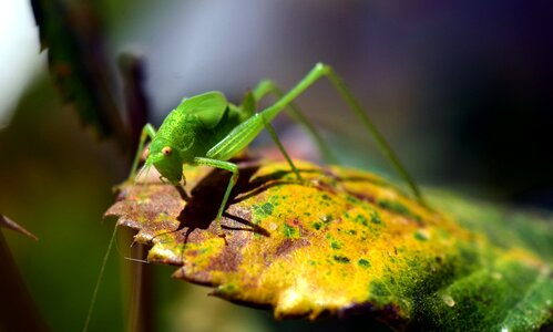Insect nature animal photo