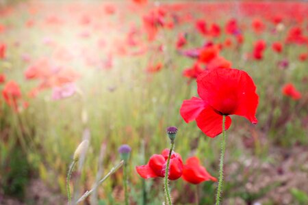 Blooms spring poppy