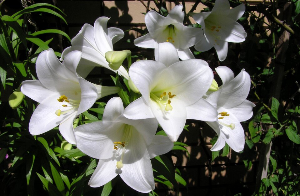 Fragrant flowers garden