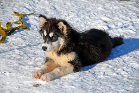 Greenland greenland dog dog photo