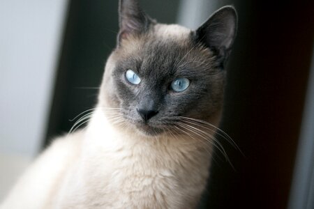 Cat blue eyes pet