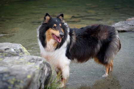 British sheepdog animal pet photo