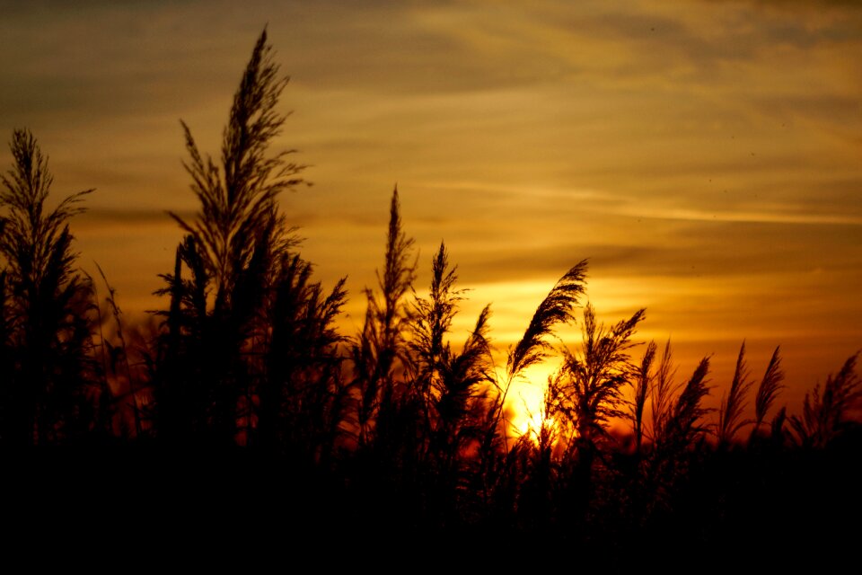Nature beautiful nature grain