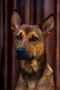 Studio pet animal photo