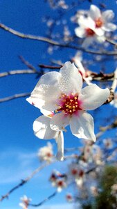 Almond tree in blossom february in mallorca white flowers