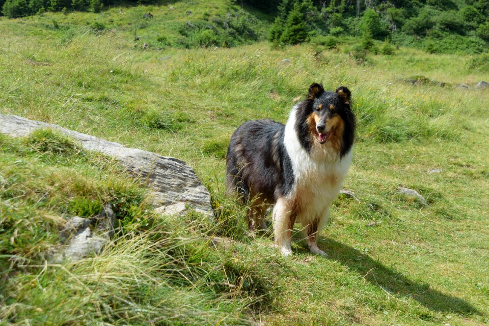 British sheepdog animal pet