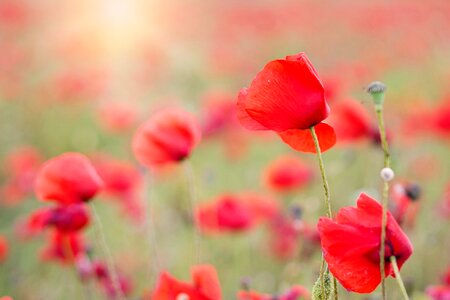 Blooms spring poppy