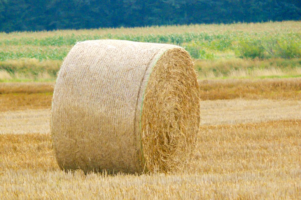 Harvest bale round bales
