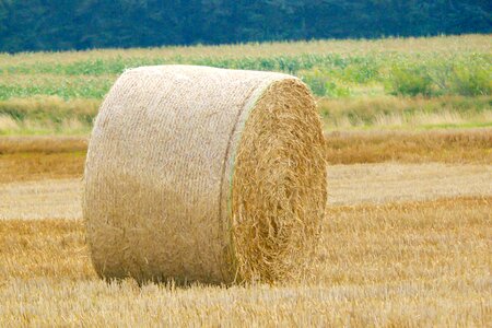 Harvest bale round bales
