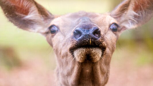 Mouth nose roe deer