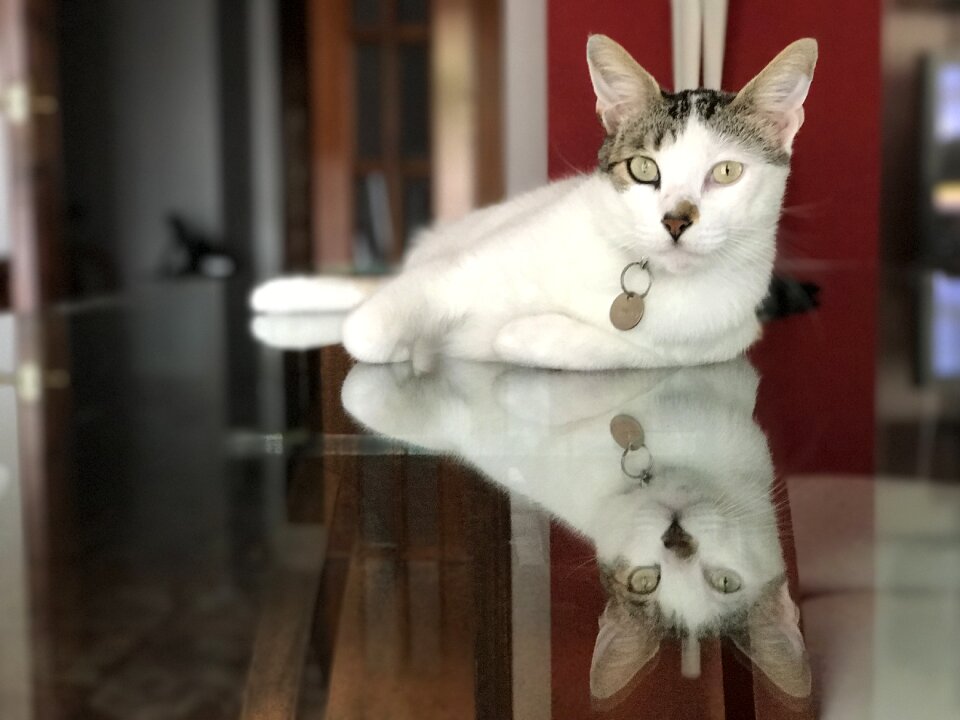 Feline animal animals