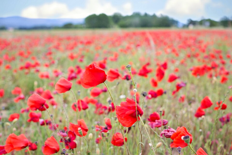 Blooms spring poppy