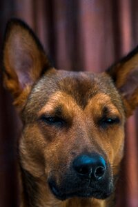 Studio pet animal photo