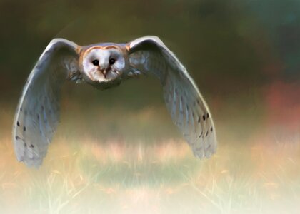 Cute wild wildlife