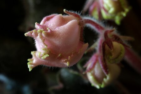 African violets flower macro