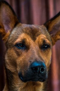 Studio pet animal photo