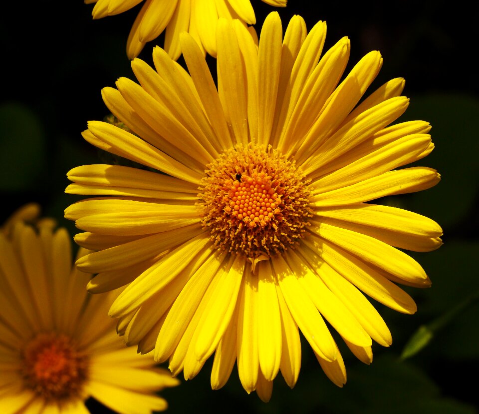April double petals