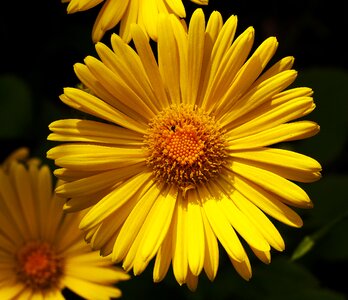 April double petals