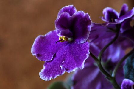 African violets flower macro photo