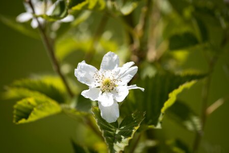 Bloom white spring