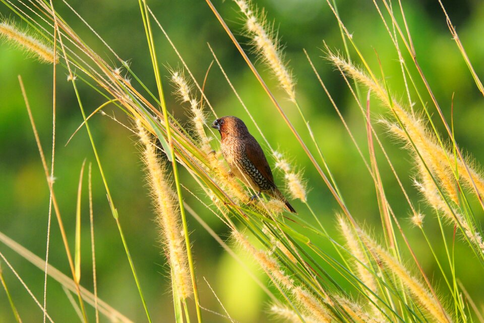 Wild wildlife nature