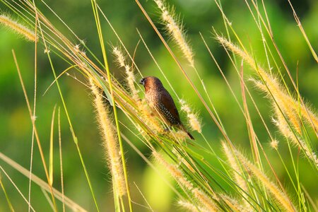Wild wildlife nature
