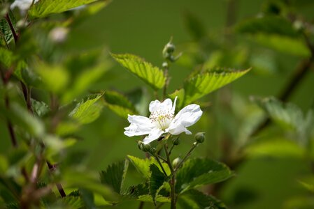 Bloom white spring
