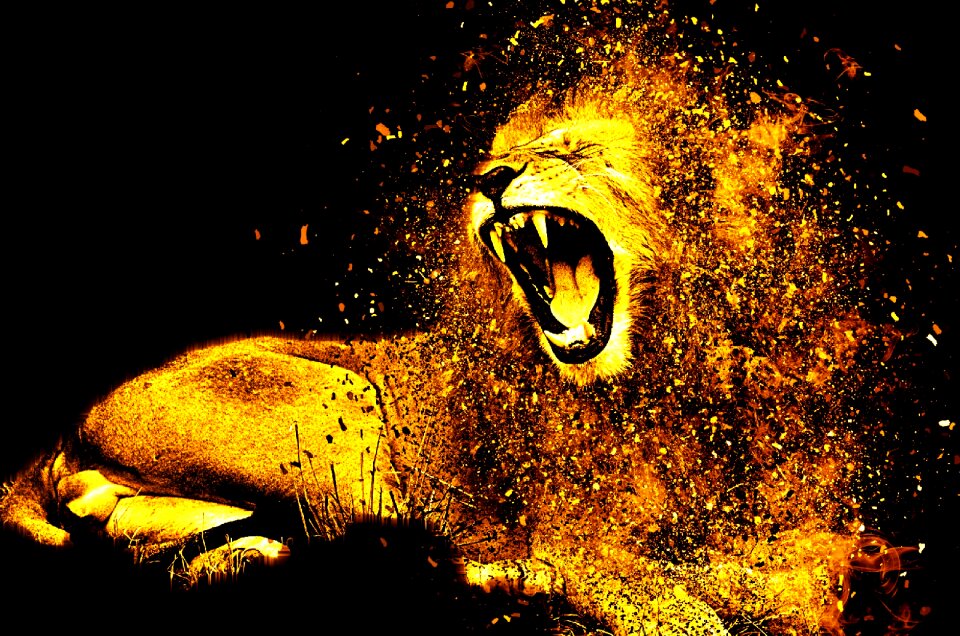 Fur big cat predator