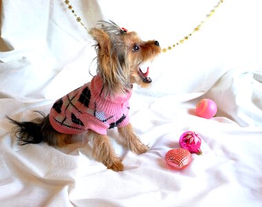 Darling small dog puppy