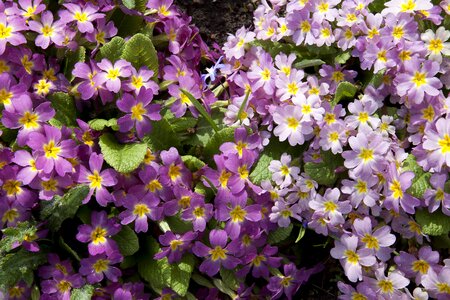 Genus primrose greenhouse primula modesta photo