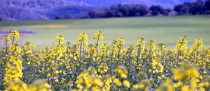 Harvest yellow plants
