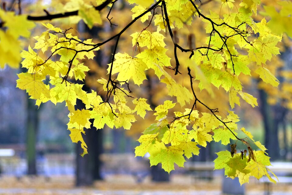 Foliage spacer warsaw