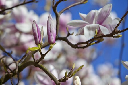 Magnolia flower bud purple