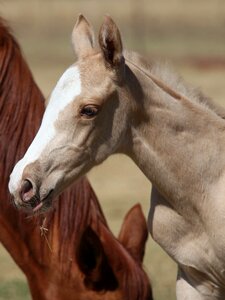 Horse palomino equine