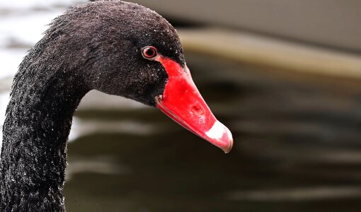 Black swan bird animal