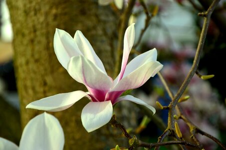 Bloom flowers magnoliengewaechs photo
