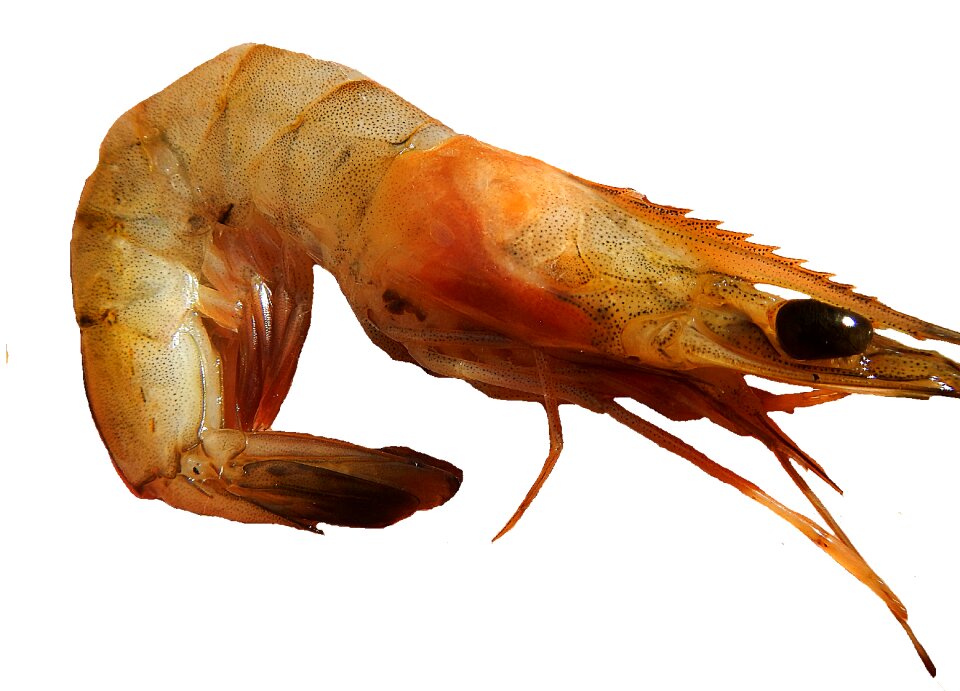 Crustaceo lobster food marina