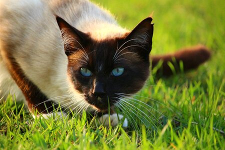Siamese cat siam siamese