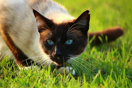 Siamese cat siam siamese photo