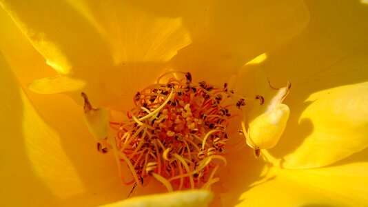 Nature yellow rose rosebush photo