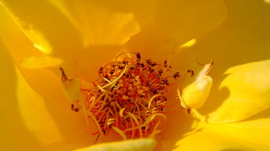 Nature yellow rose rosebush
