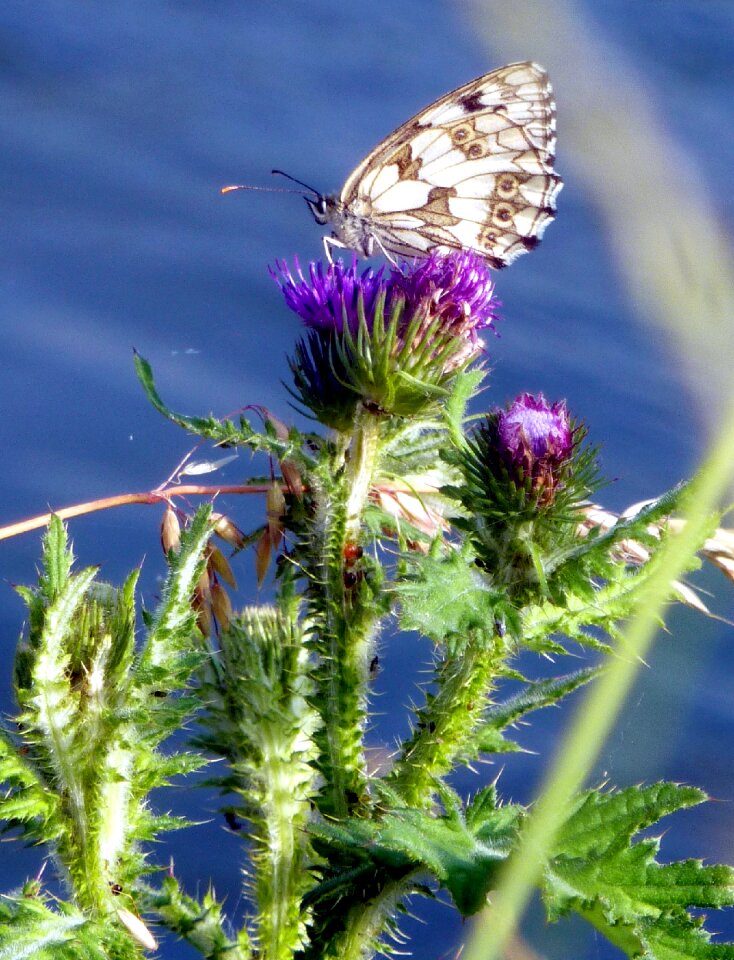 Butterfly landscape nature