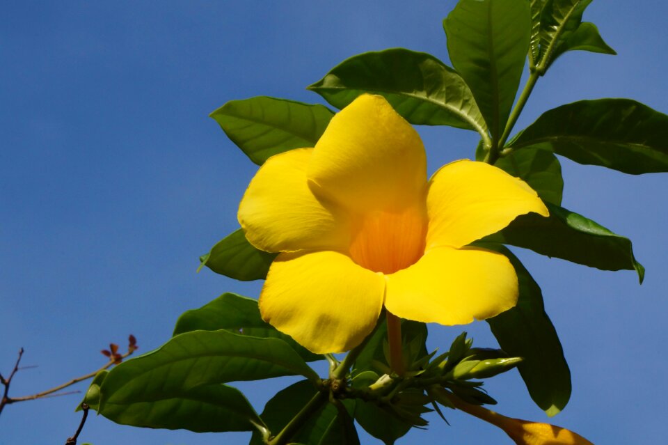 Leaves nature plant
