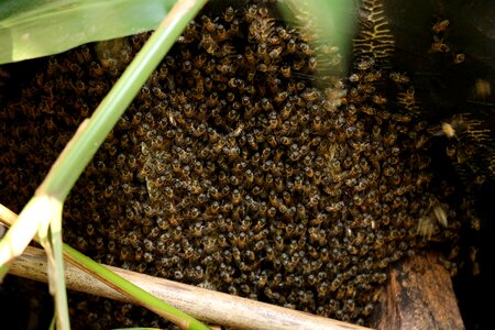 Bee swarm sting