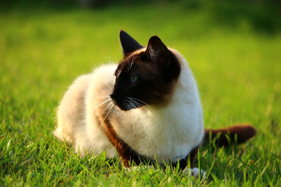 Siamese cat siam siamese