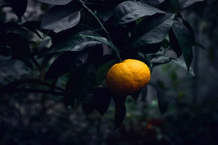 Garden fruit nature