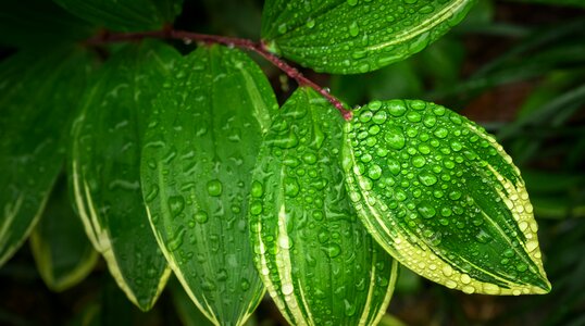 Nature green abstract