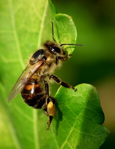 Insect nature pollinator