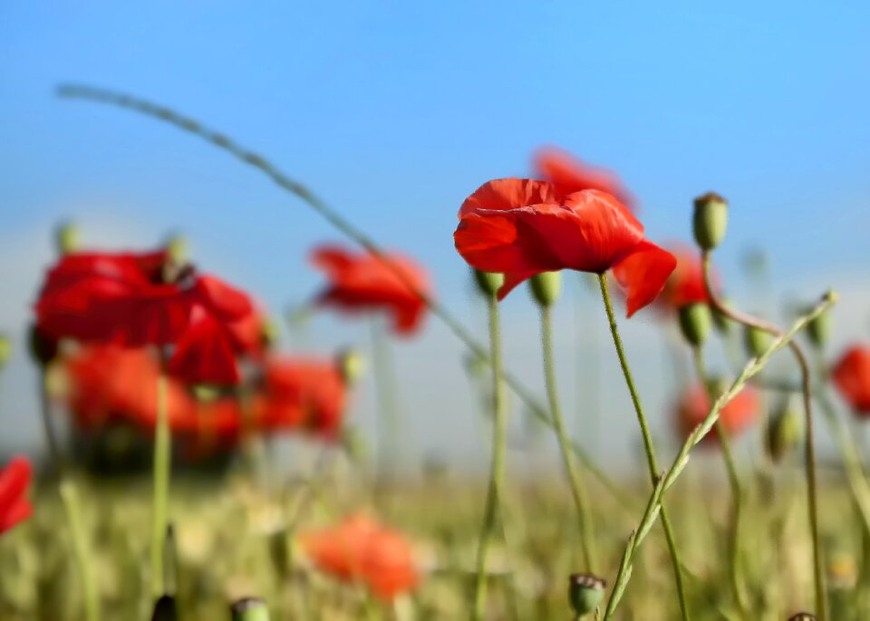 Papaver klatschmohn red